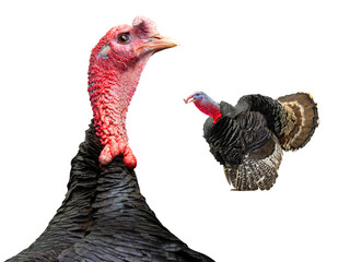 two male turkey isolated on white background