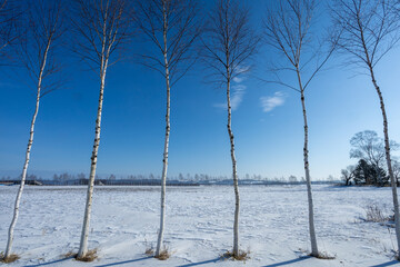 Blue sky and birch trees
