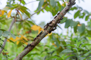 木の枝に群がる多数のシロテンハナムグリ