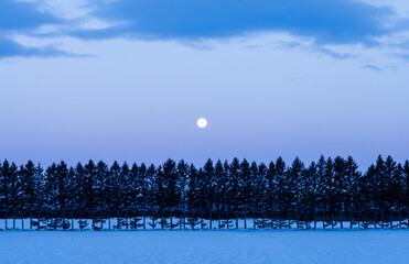 The moon and trees before dawn
