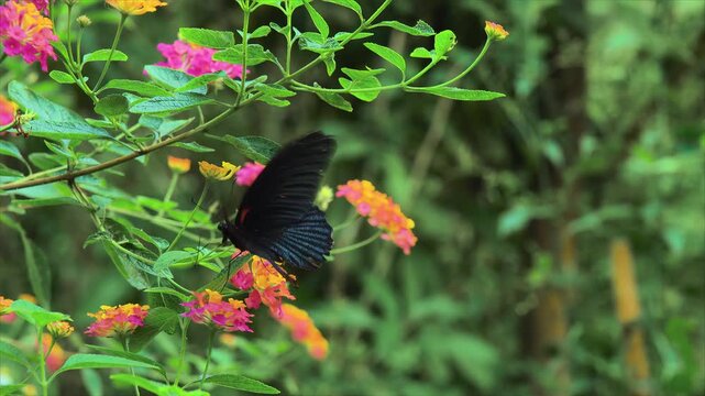 The Great Mormom butterfly (Papilio memnon) fluttering on Lantana, flowering plants in the verbena family (Verbenaceae)