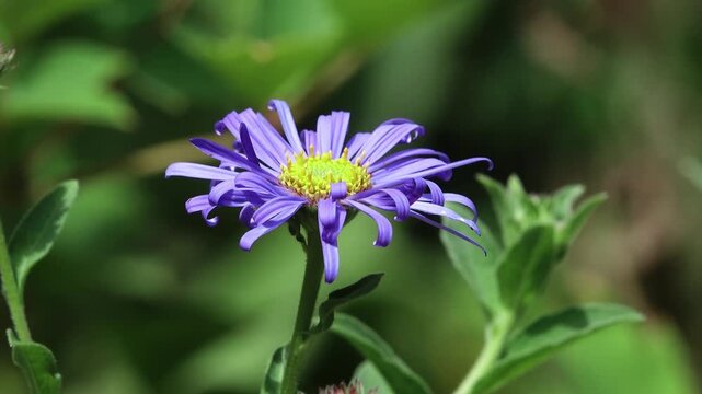 Close up of the violet mauve flower of the Monch variety of asteroid frikatii.