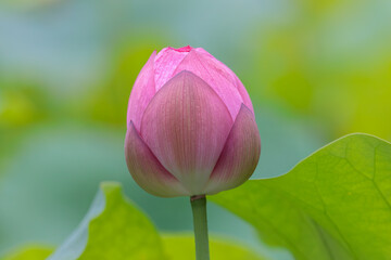 Fototapeta premium 蓮の花のつぼみ