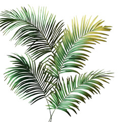 Shadow Tropics Palam Leaves Composed on isolated transparent cutout PNG Background