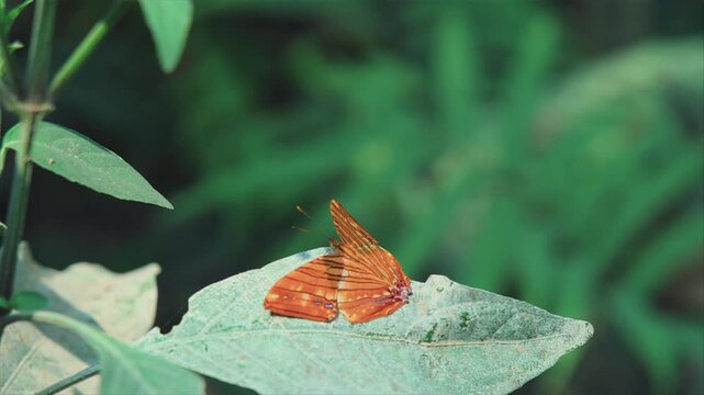 Common Maplet butterfly (Chersonesia risa) resting on a leaf in the jungle