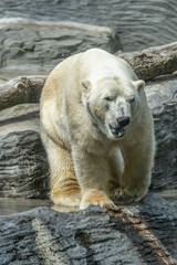 Polar Bear (Ursus maritimus) Spitsbergen North Ocean