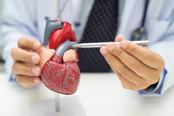 Cardiovascular disease CVD, Asian doctor holding human anatomy model for learn and treat heart...