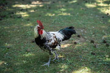 hühner vogel natur tier huhn hahn