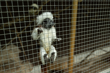 affe tier käfig tierrettung