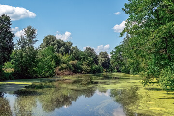 Sukha Lokhvytsia River with green algae bloom and sky reflections in Lokhvytsia, Poltava region, Ukraine. Serene natural waterway surrounded by dense forest under blue cloudy sky