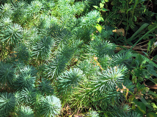 play of light and shadow on green background. shadow on natural background. sun rays and shadow. changing light and shadow on green branches. abstract green background.