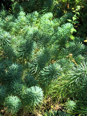 play of light and shadow on green background. shadow on natural background. sun rays and shadow. changing light and shadow on green branches. abstract green background.