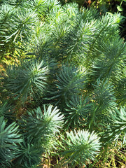 play of light and shadow on green background. shadow on natural background. sun rays and shadow. changing light and shadow on green branches. abstract green background.