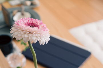 一輪のピンクのガーベラ,花,パソコン,インテリア