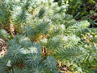 play of light and shadow on green background. shadow on natural background. sun rays and shadow. changing light and shadow on green branches. abstract green background.