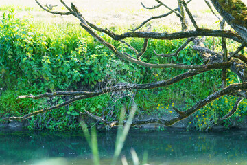 piante e natura nel sud milanese