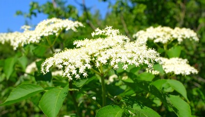 Lush clusters of delicate, creamy white flowers bloom on a vibrant green plant, set against a bright blue sky