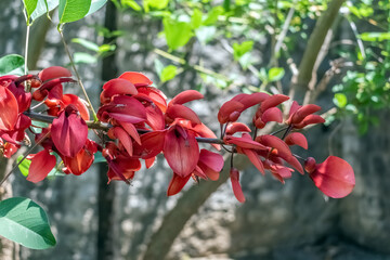 A vibrant cluster of Erythrina crista-galli (coral tree) flowers in full bloom, showing off their...