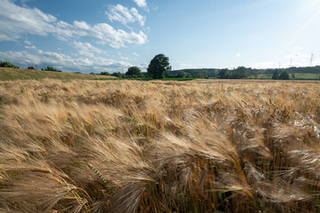 Kujawy Nadwilane Tereny Rolnicze 