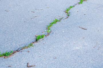 Nature is beautifully reclaiming the cracked pavement with vibrant greenery and life flourishes