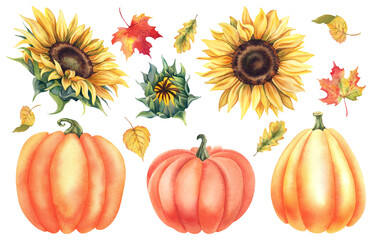 Sunflower, pumpkins and autumn leaves set on an isolated background. Hand-painted watercolor illustration of flowers. Botanical flower painting in rustic style. A clipart for invitations, postcards. © Marina