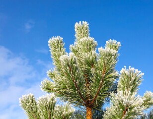 Frosty pine needles against a blue sky