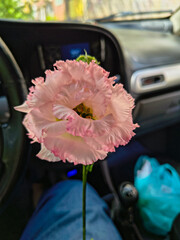 eustoma flower in hands. Beautiful white eustoma Russellianum. Japanese rose. white flower in hand. man holds rose in hand. white flowers in car. man in car holds flower in hands.