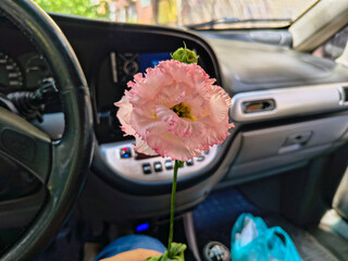 eustoma flower in hands. Beautiful white eustoma Russellianum. Japanese rose. white flower in hand. man holds rose in hand. white flowers in car. man in car holds flower in hands.