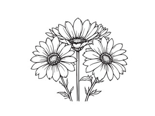 echinacea outline illustration clear vision