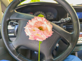 eustoma flower in hands. Beautiful white eustoma Russellianum. Japanese rose. white flower in hand. man holds rose in hand. white flowers in car. man in car holds flower in hands.