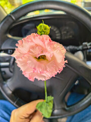 eustoma flower in hands. Beautiful white eustoma Russellianum. Japanese rose. white flower in hand. man holds rose in hand. white flowers in car. man in car holds flower in hands.