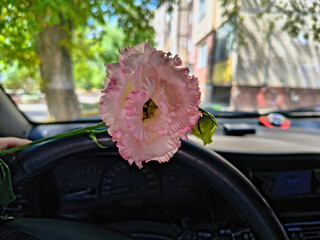 eustoma flower in hands. Beautiful white eustoma Russellianum. Japanese rose. white flower in hand. man holds rose in hand. white flowers in car. man in car holds flower in hands.