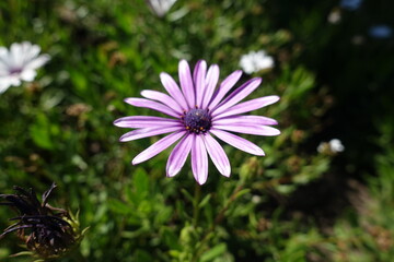 Light violet flower of African daisy in September