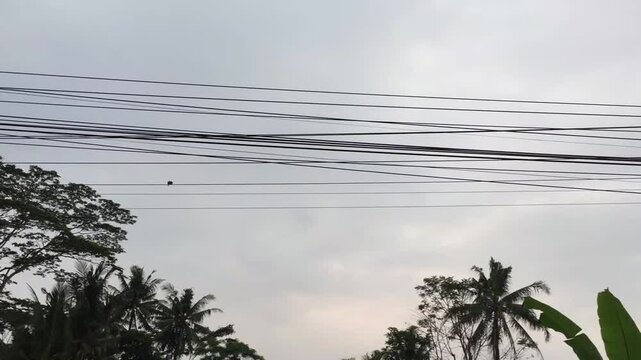 The view of thick cloudy sky in the morning with silhouettes of coconut trees or cocos nucifera in Yogyakarta, Indonesia