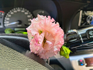 eustoma flower in hands. Beautiful white eustoma Russellianum. Japanese rose. white flower in hand. man holds rose in hand. white flowers in car. man in car holds flower in hands.