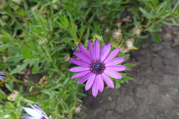 Purplish pink flower of African daisy in mid September