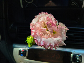 eustoma flower in hands. Beautiful white eustoma Russellianum. Japanese rose. white flower in hand. man holds rose in hand. white flowers in car. man in car holds flower in hands.