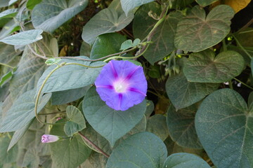 1 purple flower of Ipomoea purpurea in mid September