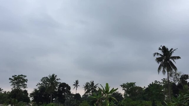 The view of thick cloudy sky in the morning with silhouettes of coconut trees or cocos nucifera in Yogyakarta, Indonesia