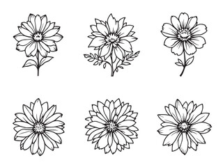 Edelweiss line art illustration