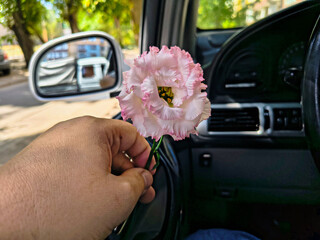 eustoma flower in hands. Beautiful white eustoma Russellianum. Japanese rose. white flower in hand. man holds rose in hand. white flowers in car. man in car holds flower in hands.