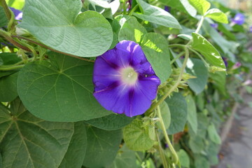 Violet flower in the leafage of Ipomoea purpurea in September