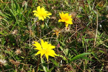 3 yellow flowers of Gazania rigens in mid September
