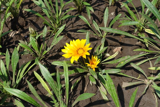 Amber yellow flowers of Gazania rigens in August