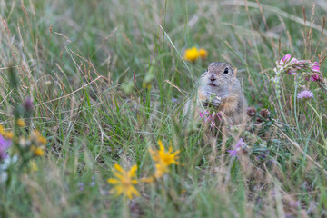 Grund squirrel