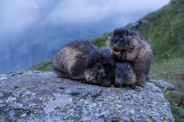 Marmot in the Alps of Austria