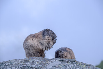 Marmot in the Alps of Austria