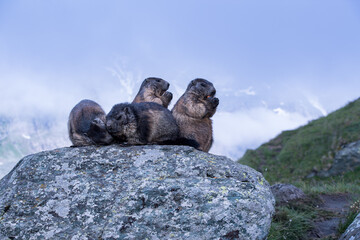 Marmot in the Alps of Austria