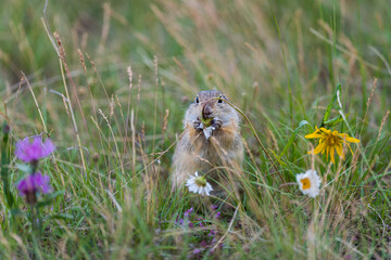 Grund squirrel