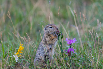 Grund squirrel